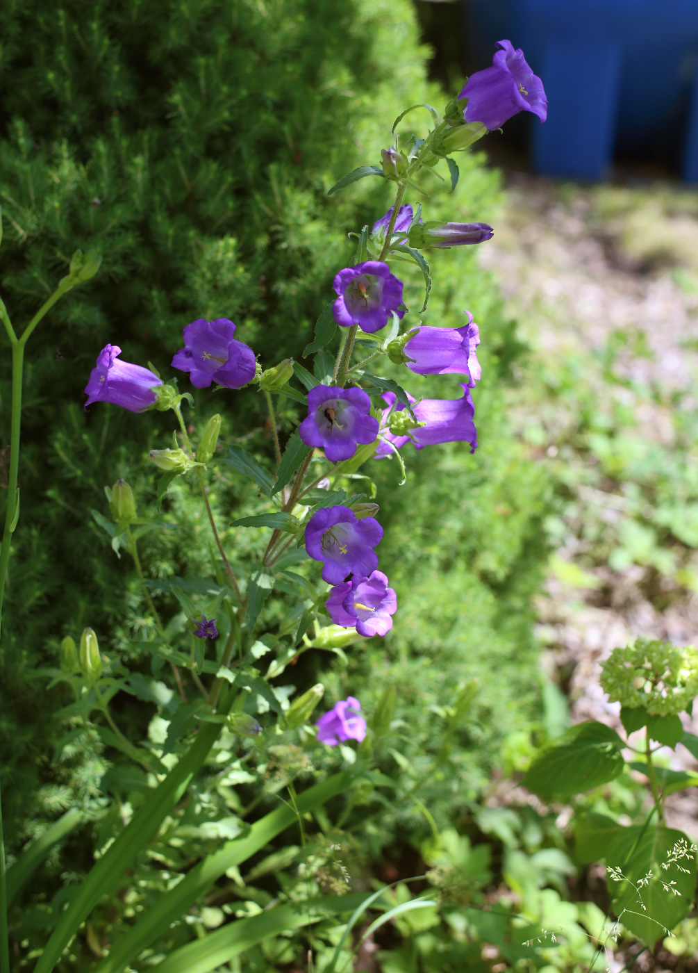 Image of Campanula medium specimen.