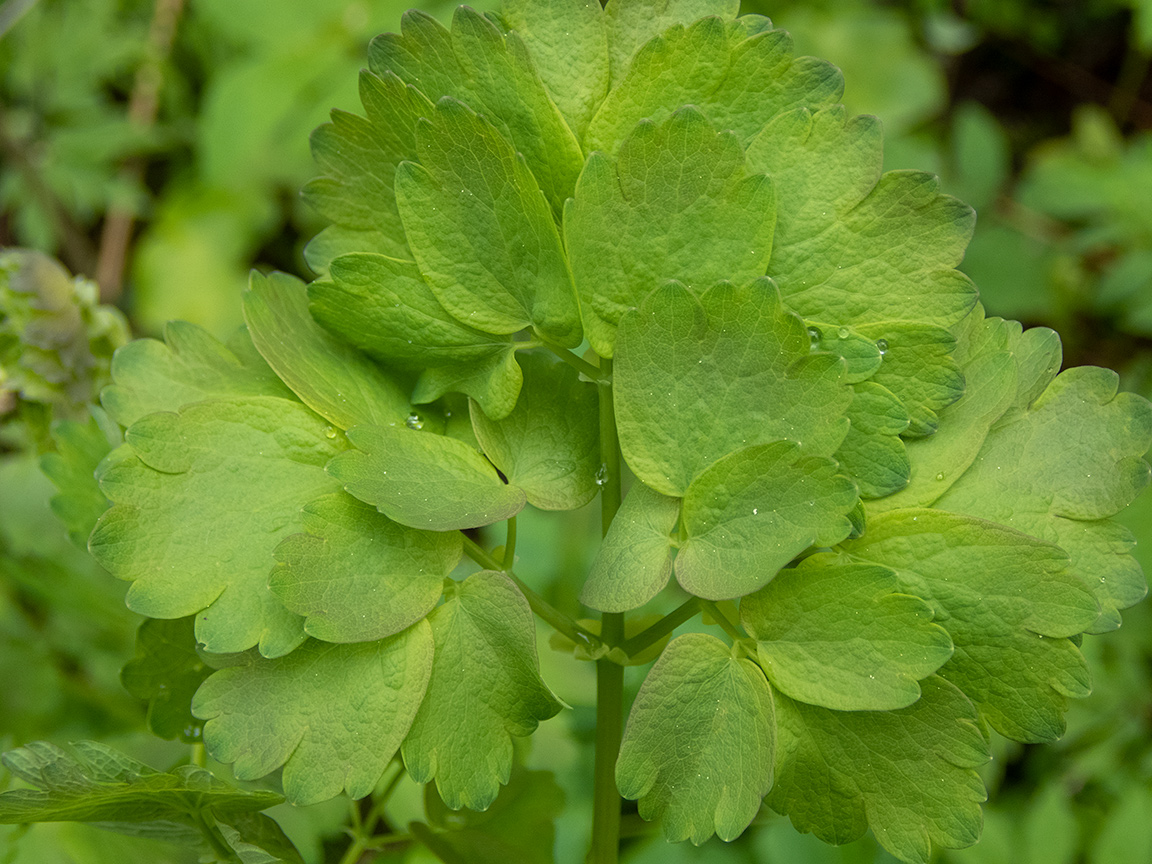 Image of Thalictrum aquilegiifolium specimen.