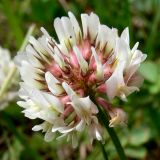 Trifolium repens. Соцветие. Свердловская обл., окр. г. Североуральск, на дороге в сосново-еловом лесу. 20.06.2010.