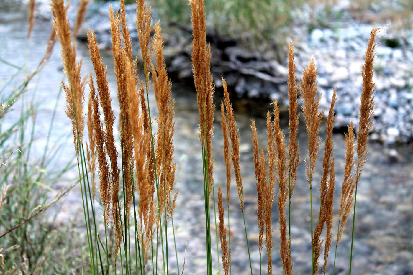 Image of Calamagrostis epigeios specimen.