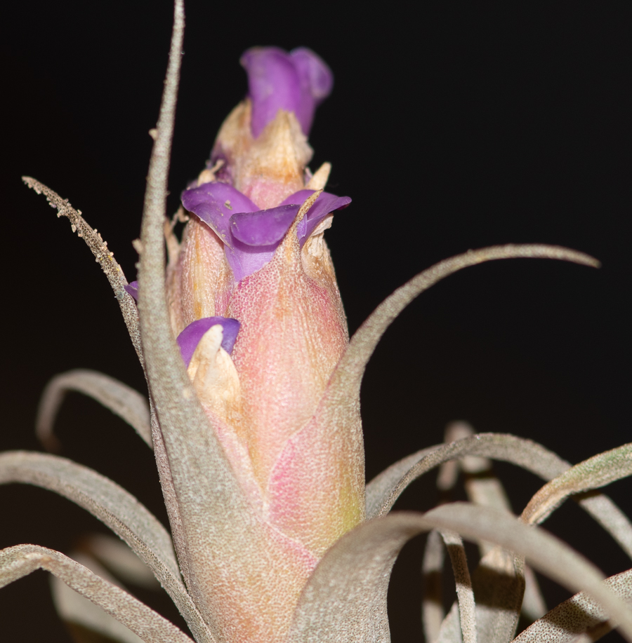 Image of genus Tillandsia specimen.