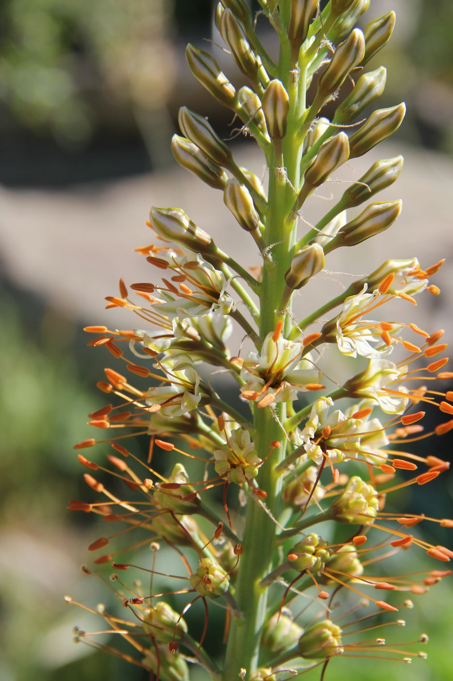 Изображение особи Eremurus hissaricus.