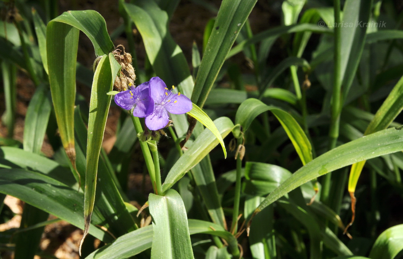 Изображение особи Tradescantia virginiana.