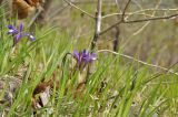 Iris uniflora. Цветки, бутоны, листья. Приморский край, Партизанский р-н, окр. с. Бровничи, урочище Щёки, перелесок на курумнике. 09.05.2020.