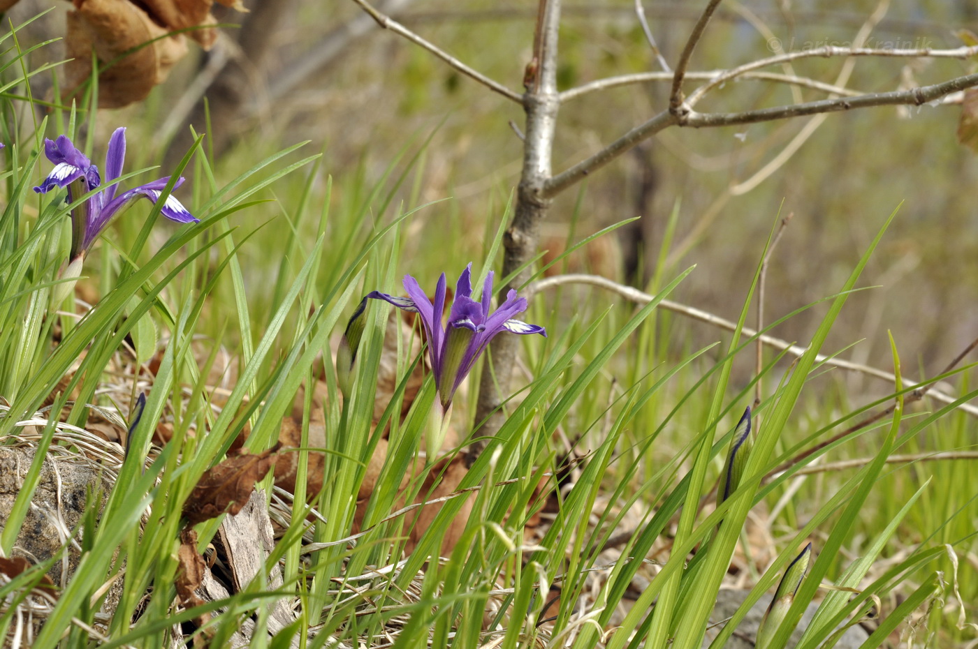 Изображение особи Iris uniflora.