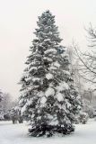 Abies concolor. Заснеженное покоящееся дерево. Беларусь, г. Минск, парк Грековой, декоративное озеленение. 08.01.2021.