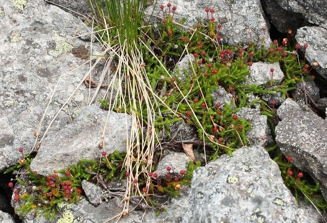 Image of Harrimanella hypnoides specimen.