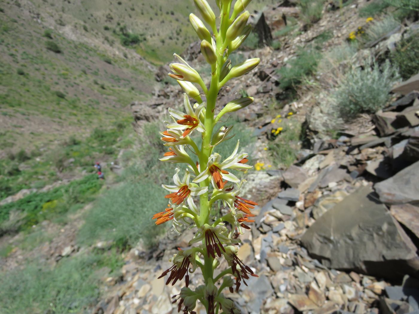 Image of Eremurus turkestanicus specimen.