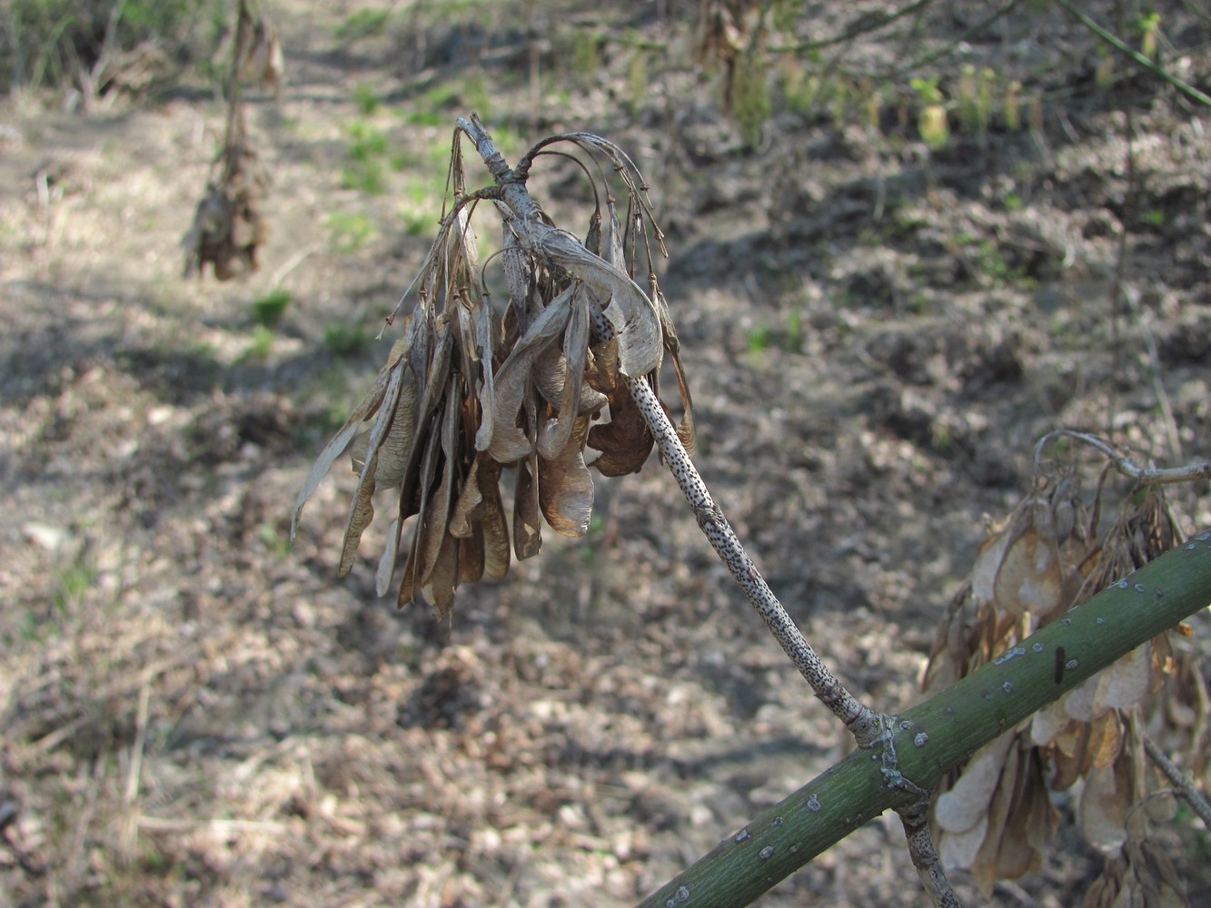 Image of Acer negundo specimen.