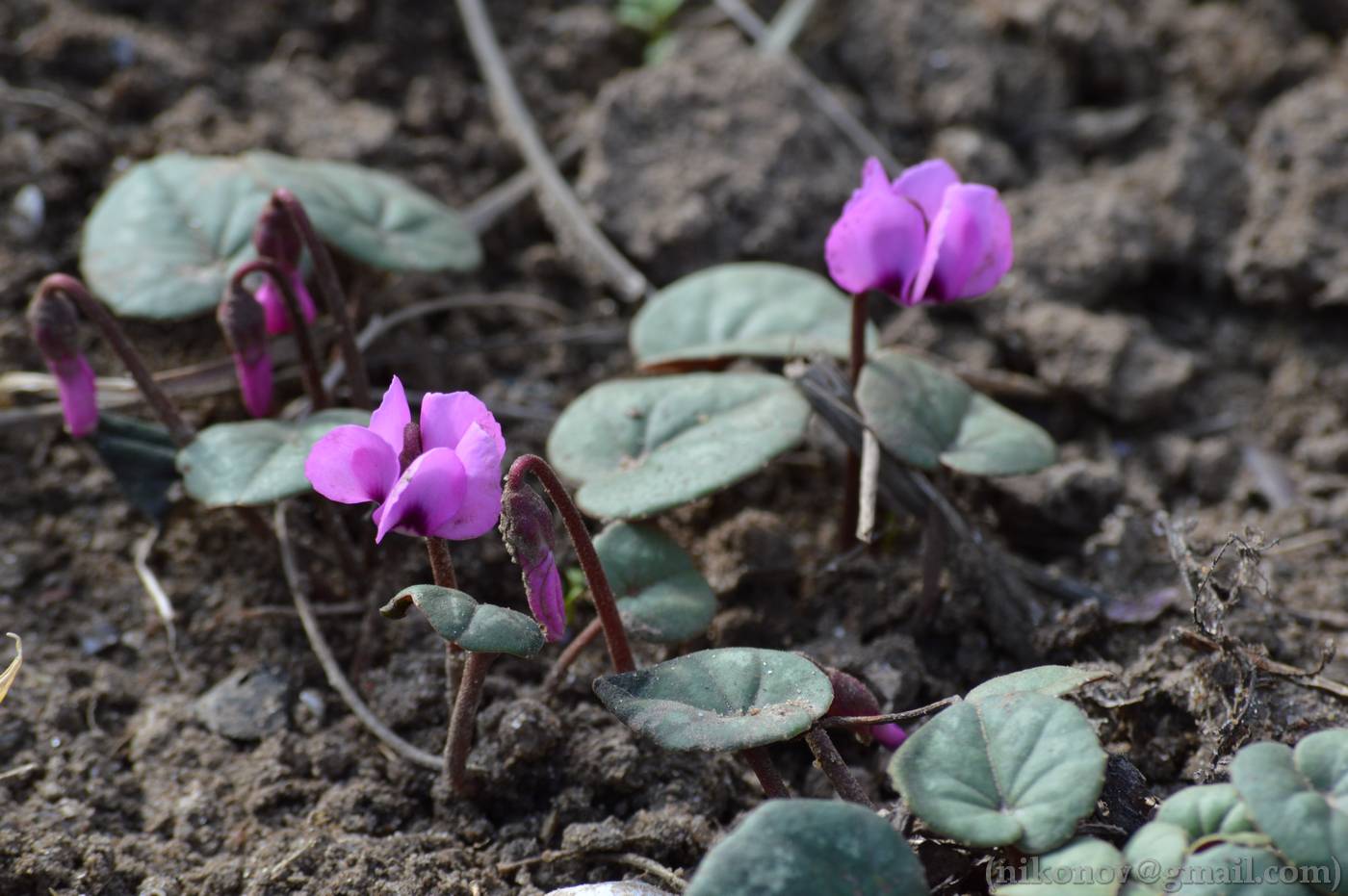 Image of Cyclamen coum specimen.