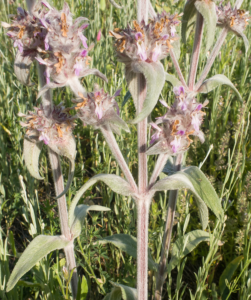 Изображение особи Stachys velata.