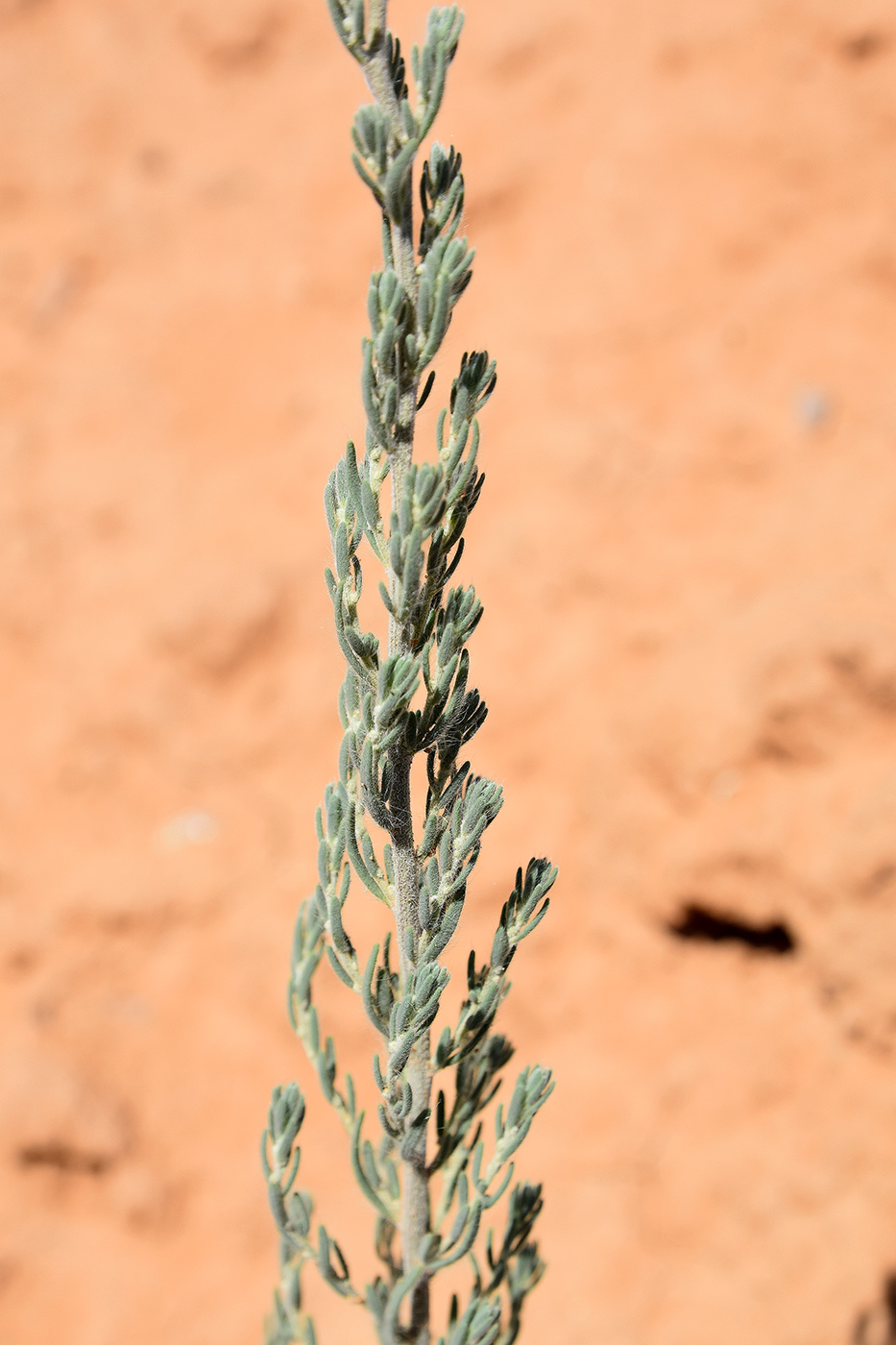 Image of Sedobassia sedoides specimen.