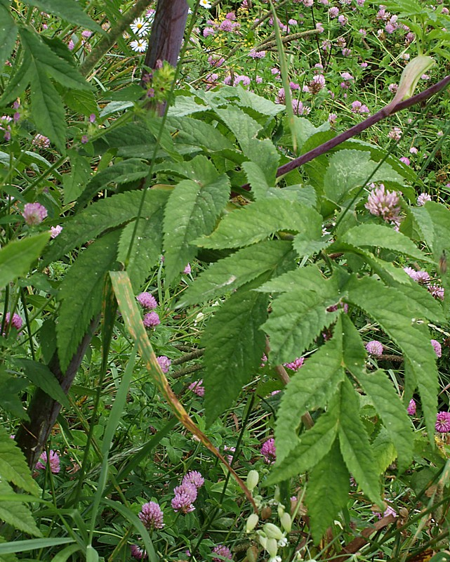 Image of Angelica dahurica specimen.