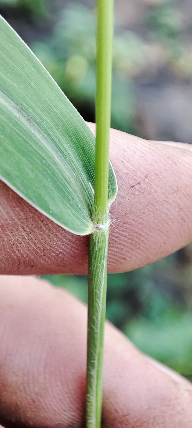 Image of Setaria viridis specimen.