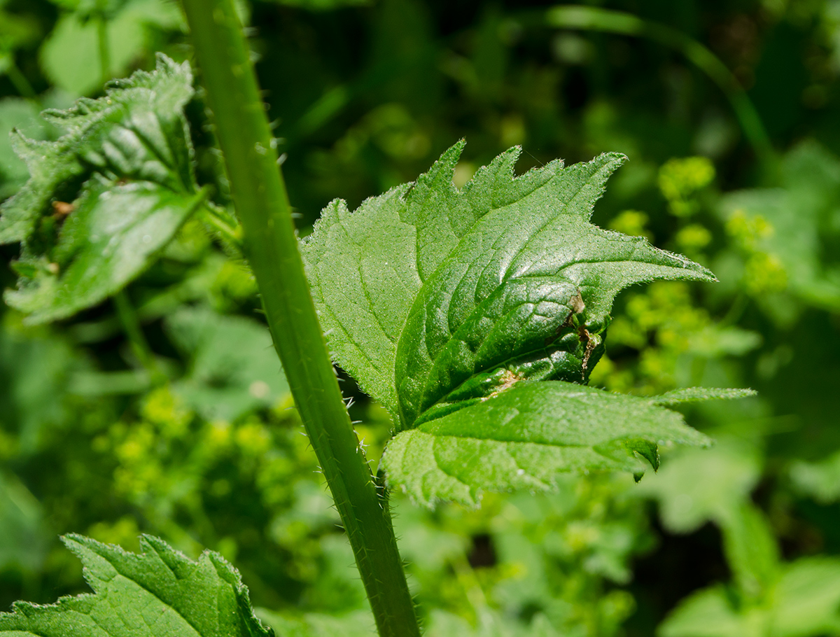 Image of Campanula trachelium specimen.