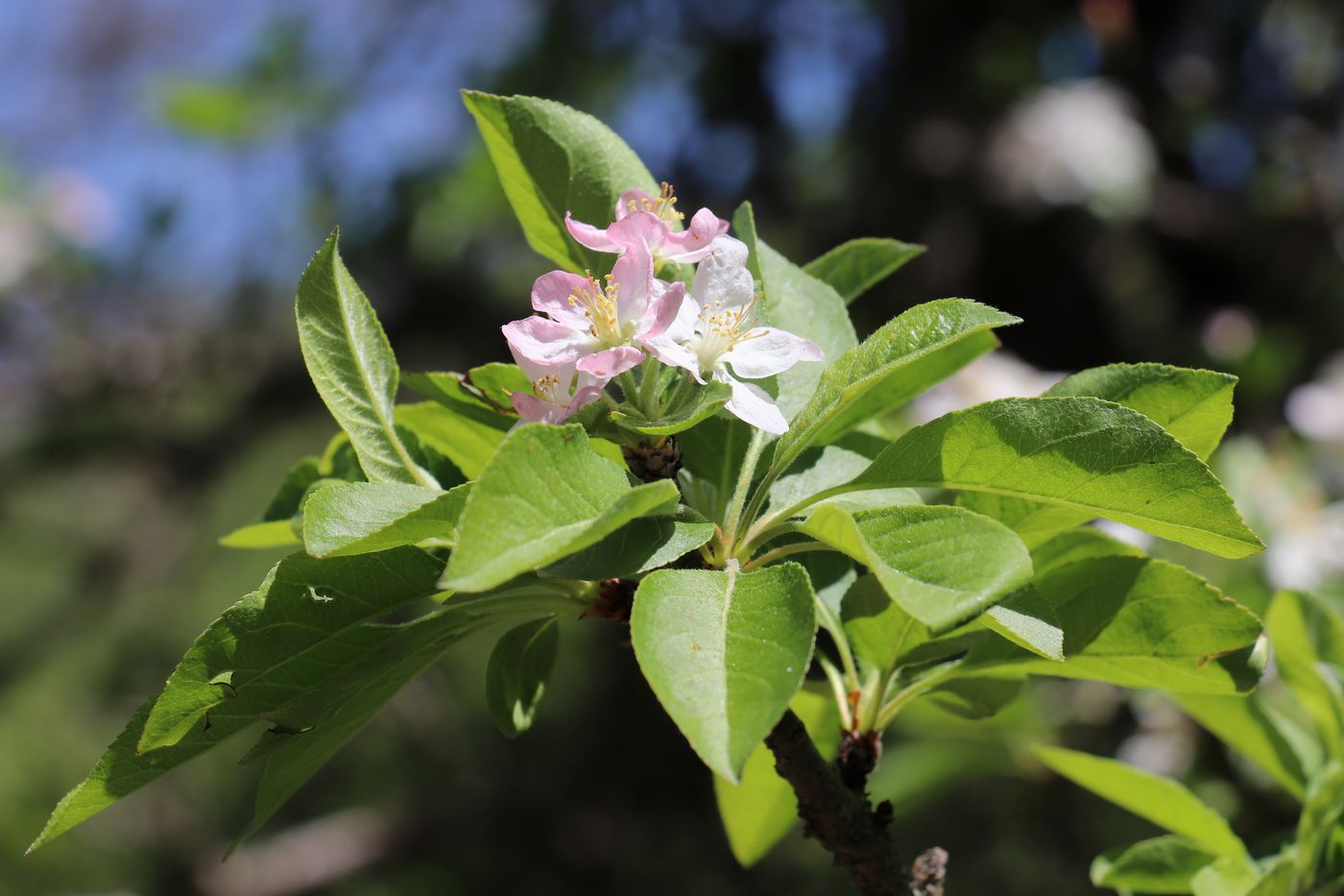 Изображение особи Malus sieversii.