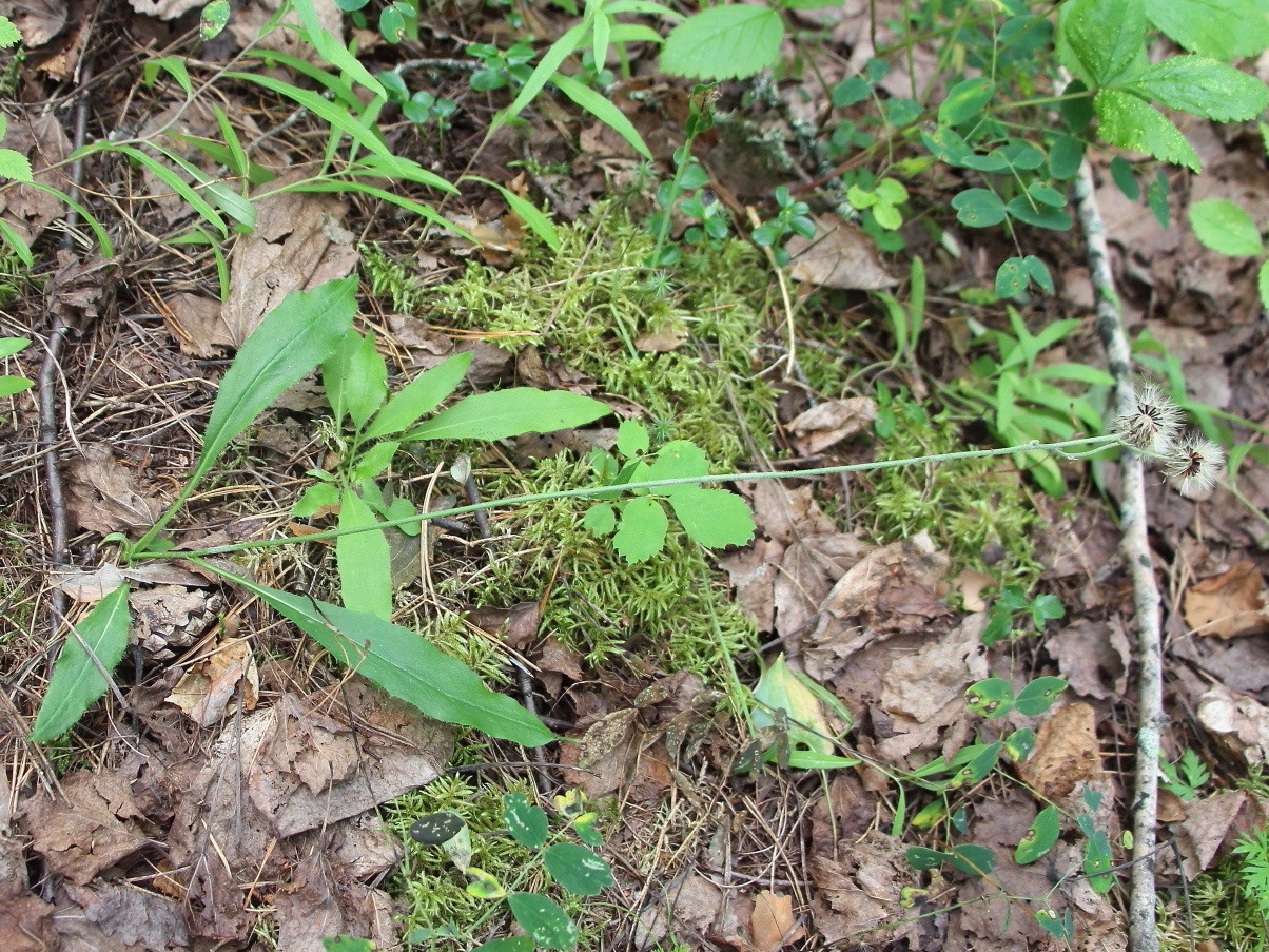 Image of Hieracium fariniramum specimen.