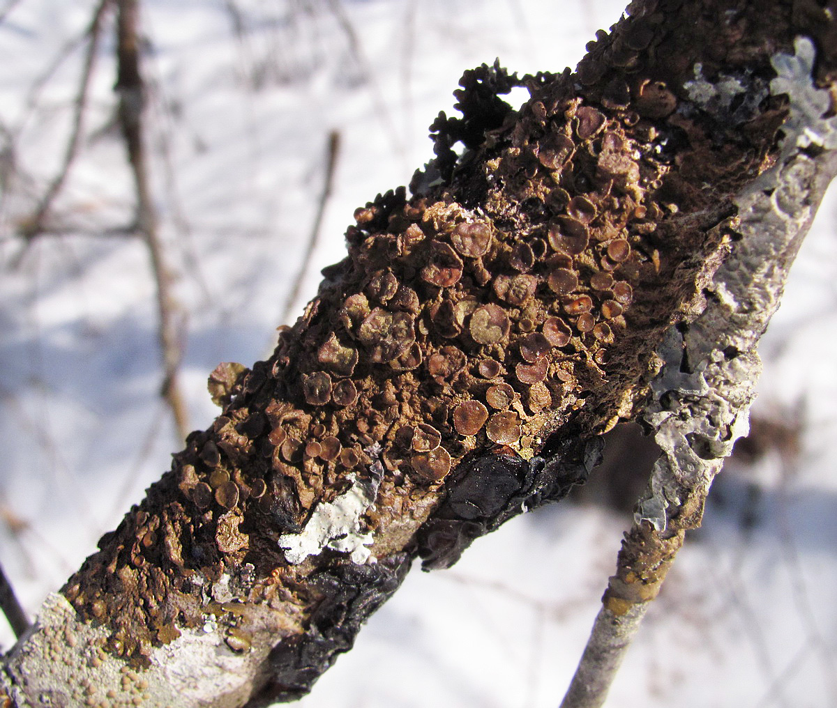 Изображение особи семейство Parmeliaceae.