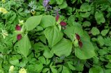 Trillium sulcatum. Цветущие растения. Москва, филиал Ботсада МГУ \"Аптекарский огород\", теневой сад, в культуре. 10.05.2022.