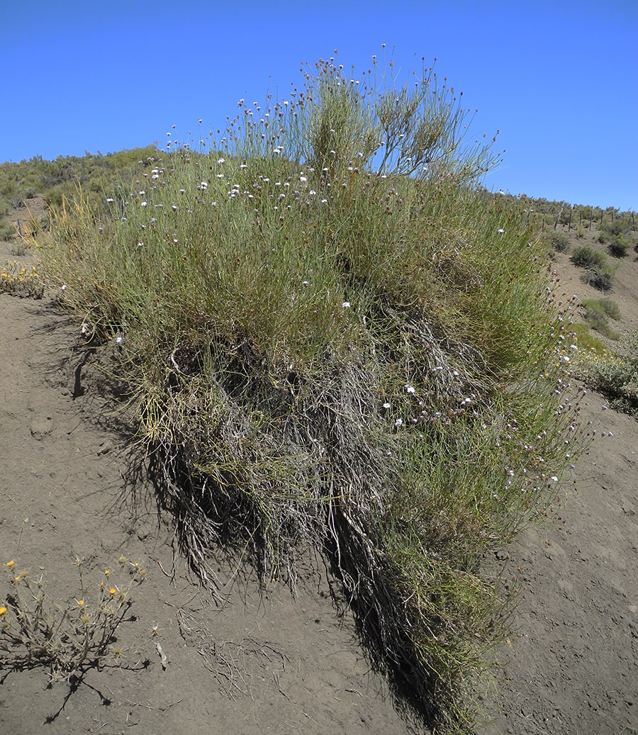 Изображение особи Junellia spathulata.