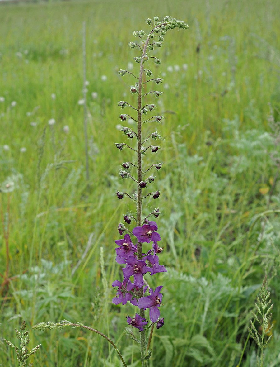 Изображение особи Verbascum phoeniceum.