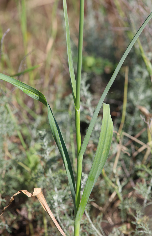 Image of Allium atroviolaceum specimen.