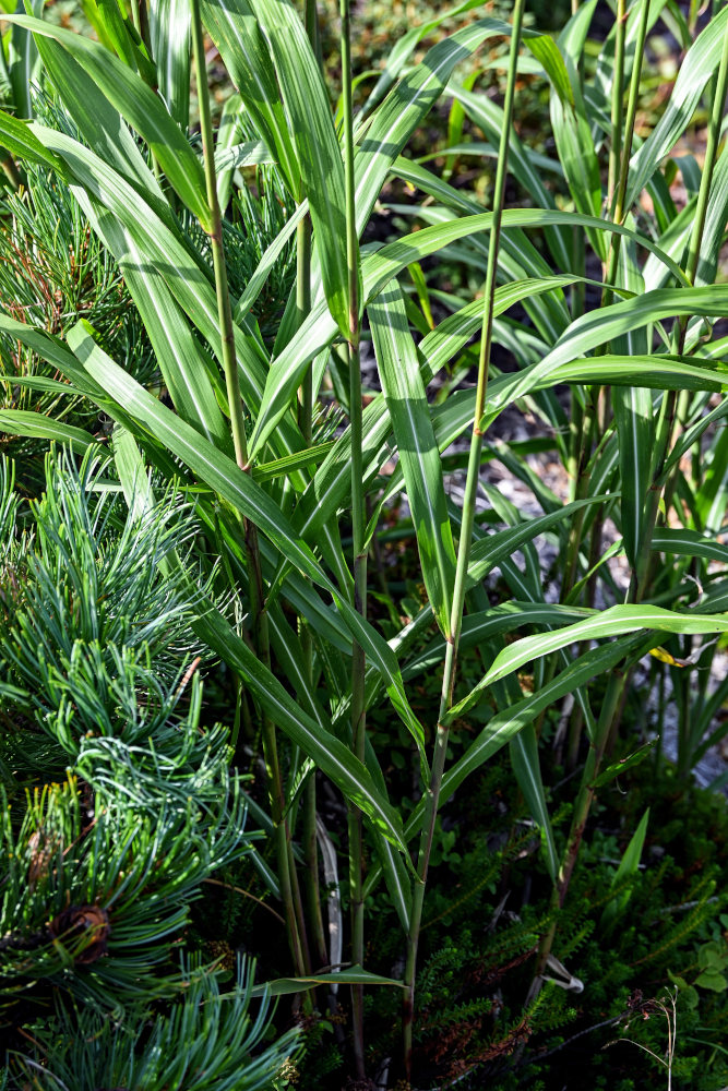 Изображение особи Miscanthus sinensis.