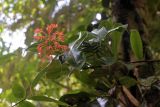 род Hedychium