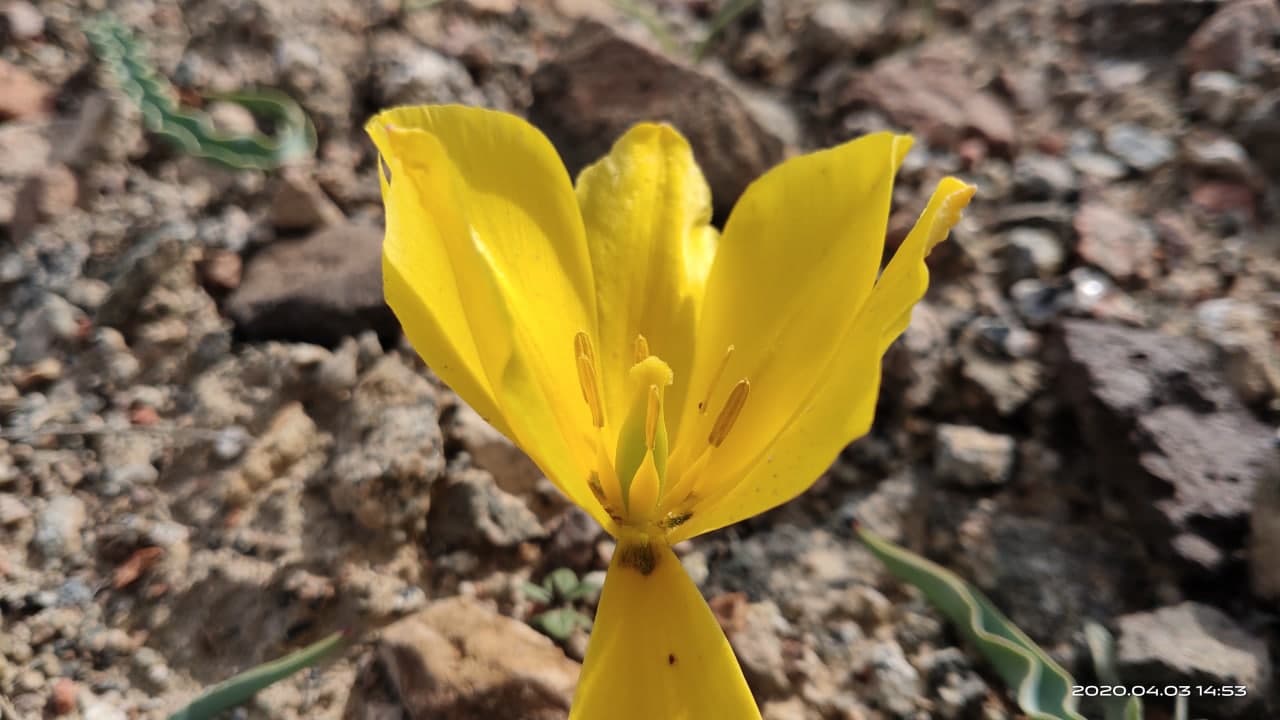 Image of Tulipa intermedia specimen.