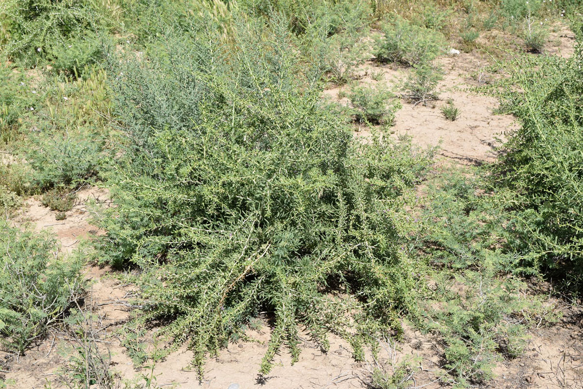 Image of Lycium ruthenicum specimen.