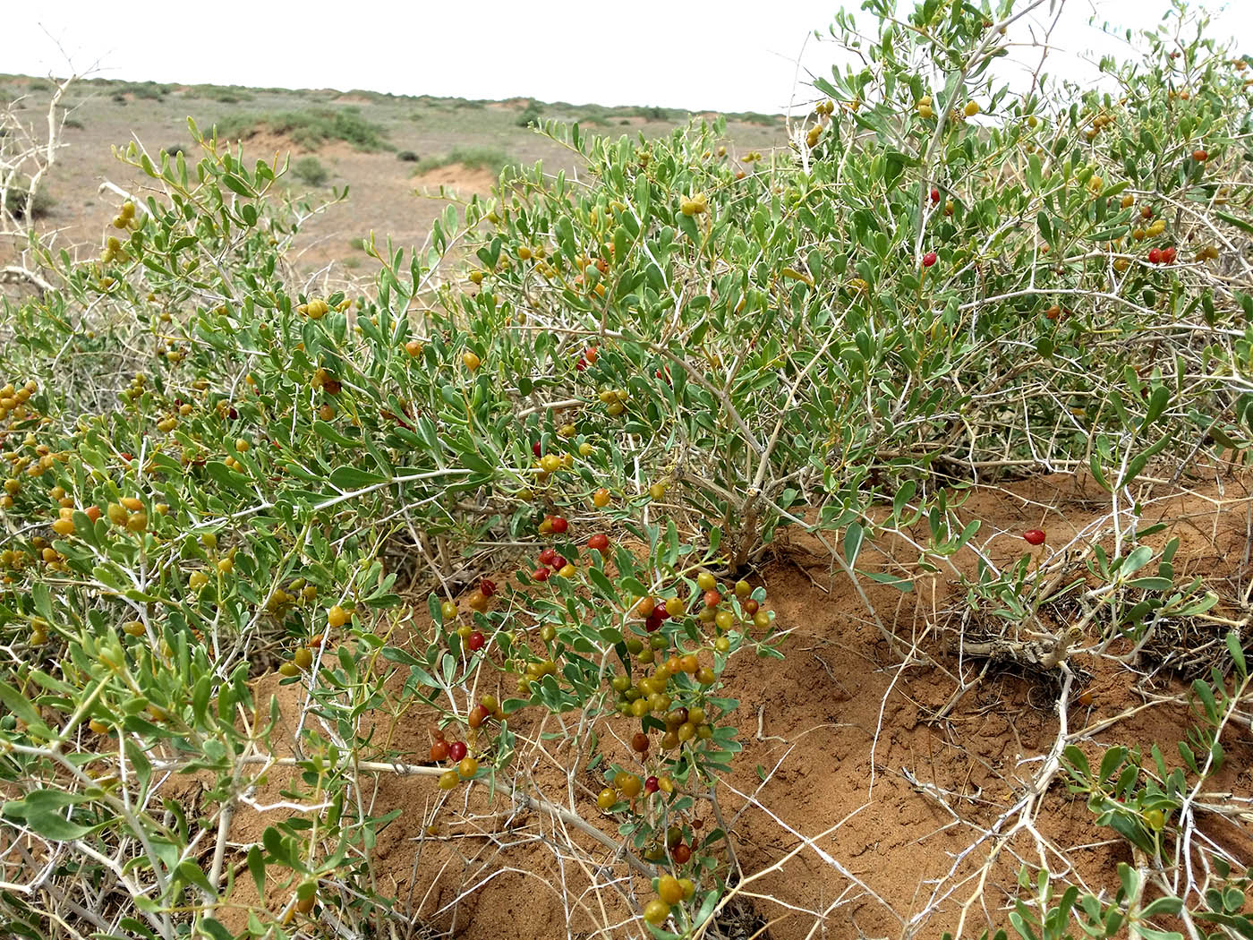 Image of Nitraria sibirica specimen.