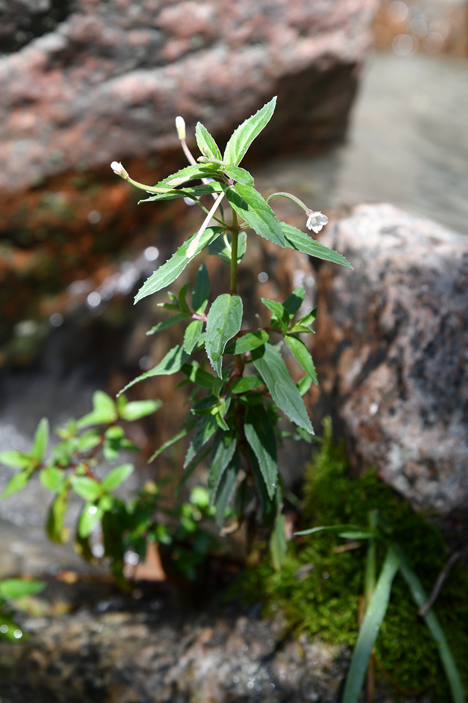 Image of Epilobium cylindricum specimen.