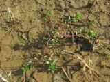 Lythrum hyssopifolia. Вегетирующее растение. Краснодарский край, Сочи, Адлерский р-н, окр. с. Ахштырь, заброшенный карьер, в луже. 07.12.2022.