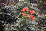 Смотреть изображение Spathodea campanulata