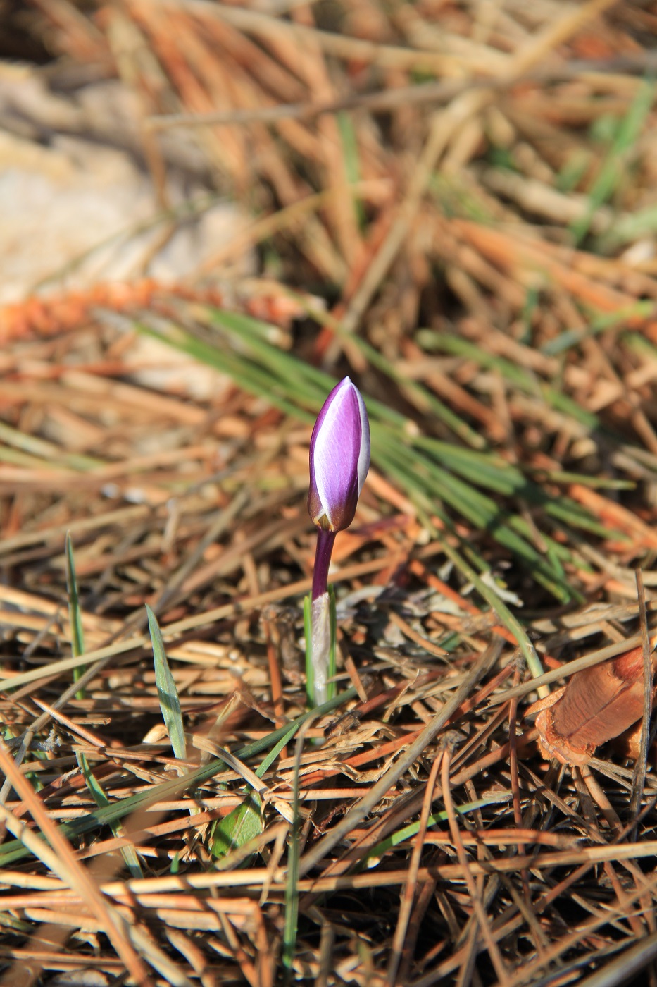 Image of Crocus tauricus specimen.