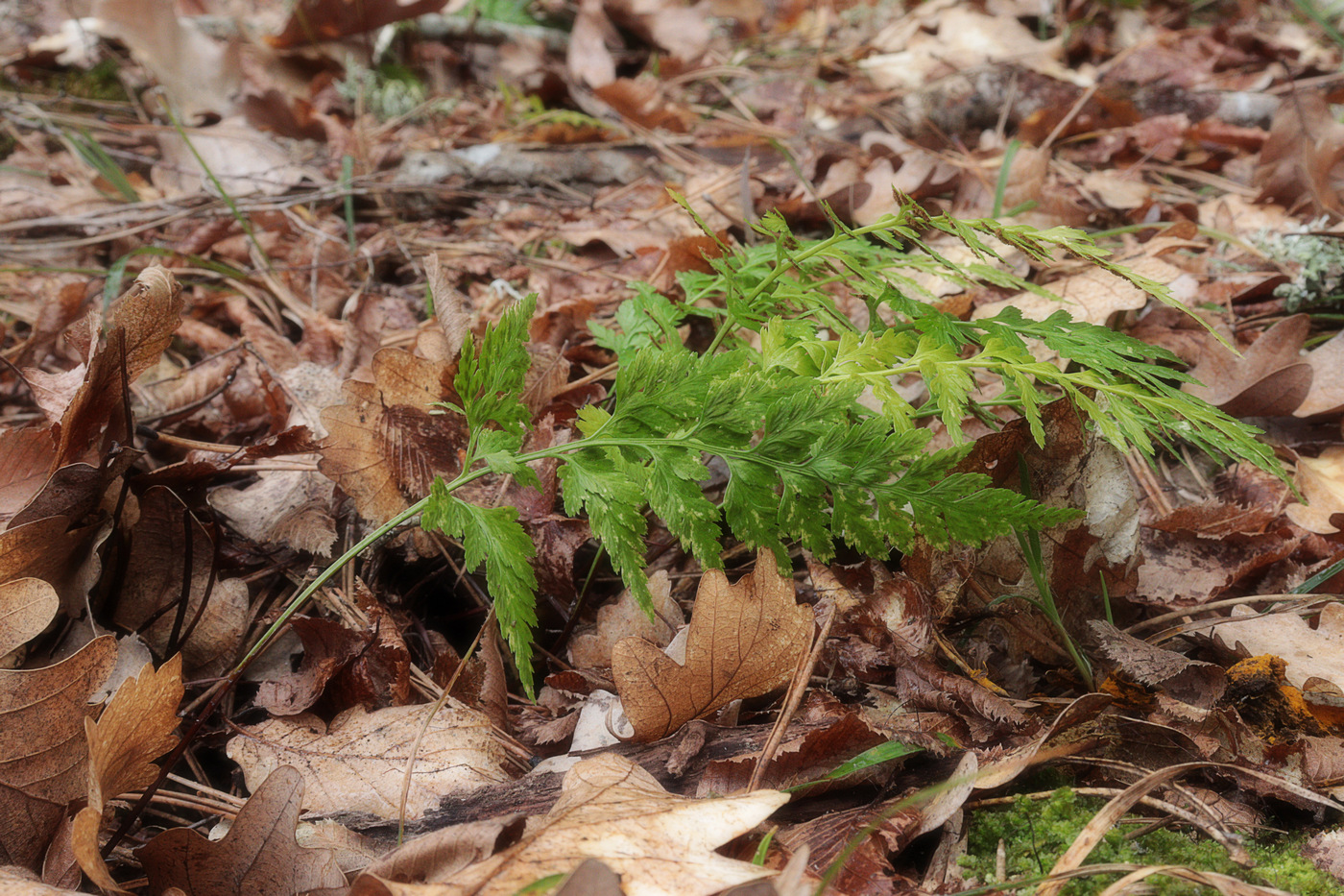 Изображение особи Asplenium adiantum-nigrum.