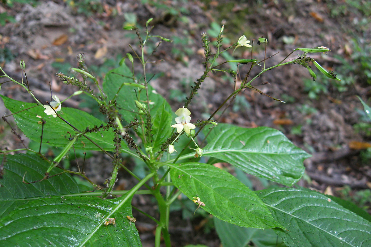 Image of Impatiens parviflora specimen.