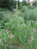 Amaranthus retroflexus. Цветущее растение. Беларусь, Гродненская обл., г. Новогрудок, рудеральное сообщество на свежей песчаной насыпи. 27.08.2021.