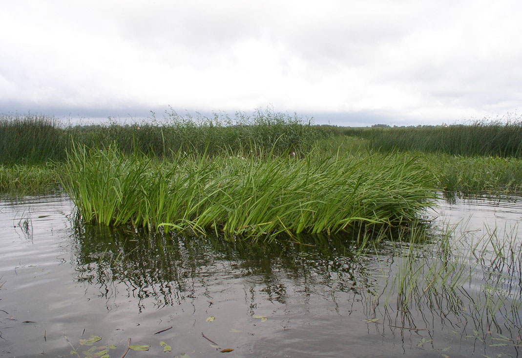 Озерная трава