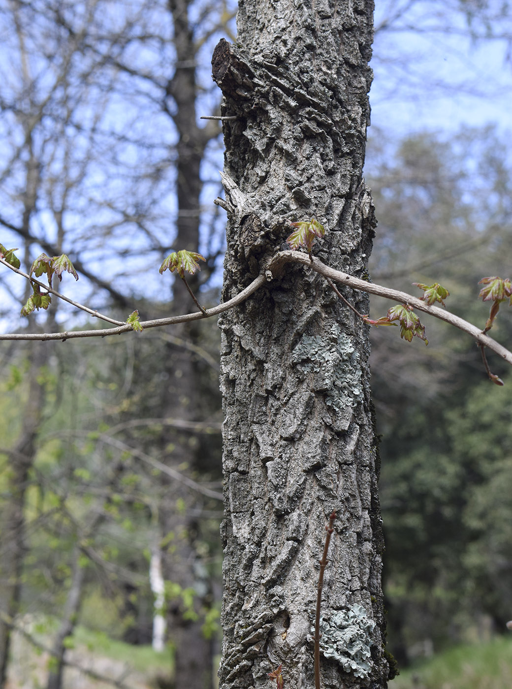 Image of Acer campestre specimen.