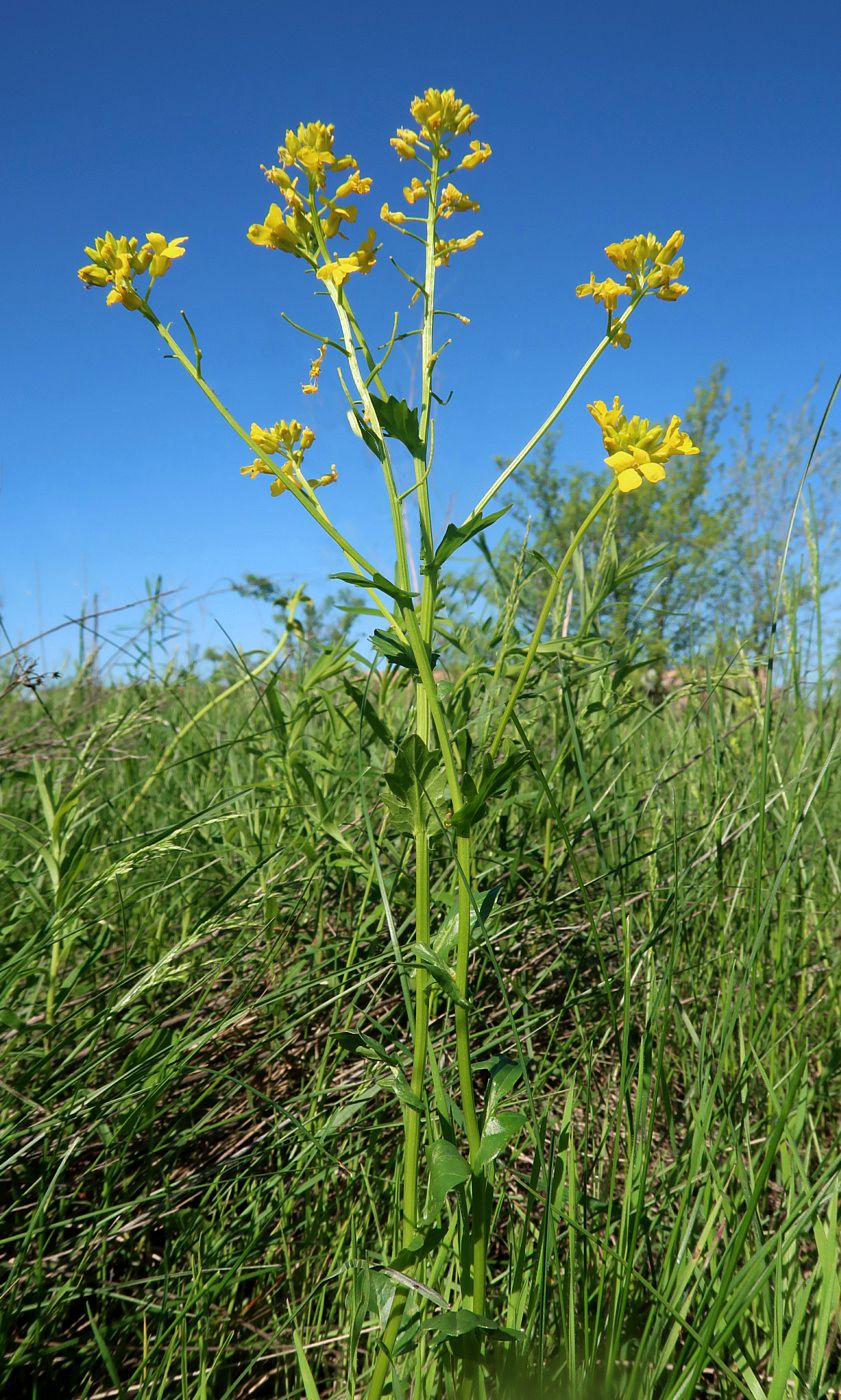 Image of Barbarea arcuata specimen.