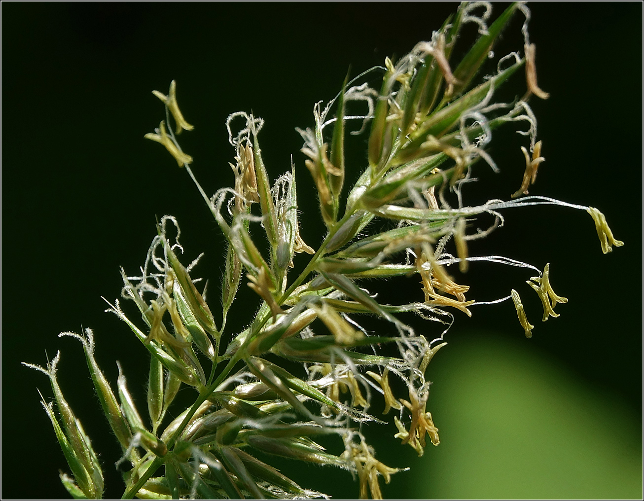 Image of Anthoxanthum odoratum specimen.