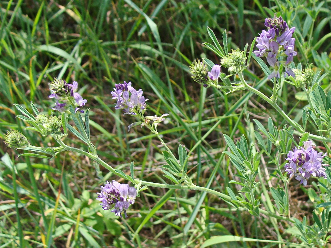 Image of Medicago sativa specimen.