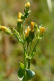 Blackstonia perfoliata. Верхушка побега с цветками. Краснодарский край, Лазаревский р-н, окр. с. Ордынка, 190 м н.у.м., просека. 20.07.2023.