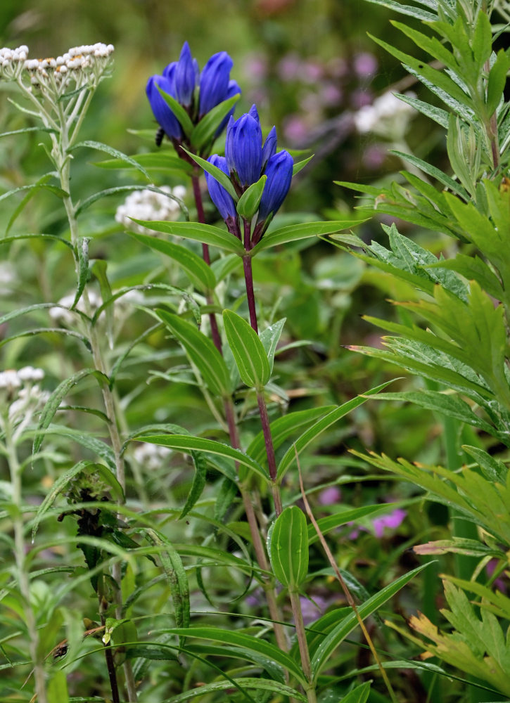 Image of Gentiana triflora specimen.