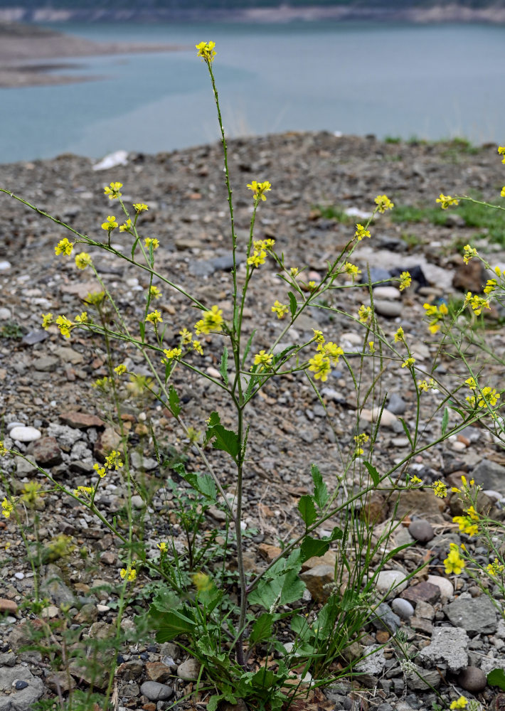 Изображение особи Rapistrum rugosum.