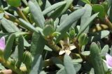 Sesuvium portulacastrum. Листья, бутоны и чашечка цветка после опадания венчика. Вьетнам, провинция Кханьхоа, окр. г. Нячанг, остров Орхидей (Hoa Lan), сообщество выше полосы прибоя. 07.09.2023.