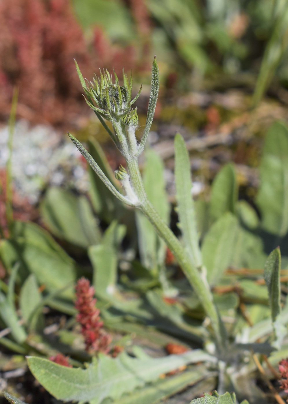 Image of Tolpis umbellata specimen.