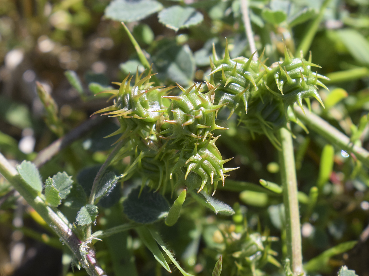 Изображение особи Medicago littoralis.