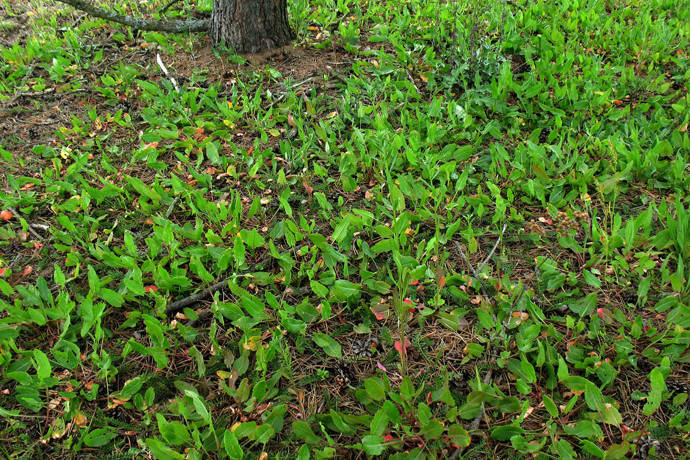 Изображение особи Rumex acetosa.